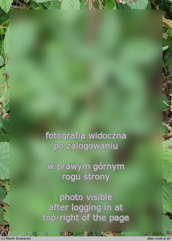 Rubus gallinimontanus (jeżyna kogucia)
