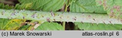 Rubus ×pseudidaeus (jeżyna malinowa)