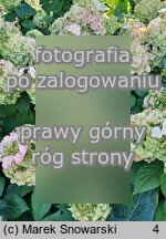 Hydrangea paniculata Kolmamon