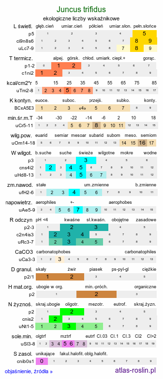 ekologiczne liczby wskaźnikowe Juncus trifidus (sit skucina)