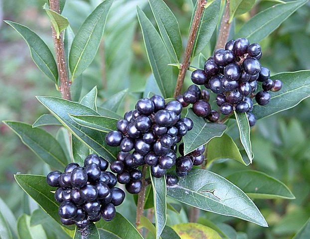 Ligustrum vulgare