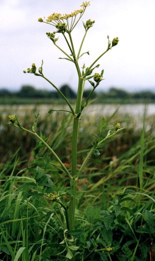 Pastinaca sativa