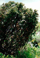 Juniperus Juniperus communis subsp. alpina