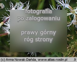 Dianthus superbus ssp. superbus (goździk pyszny)