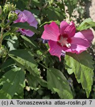 Hibiscus syriacus (ketmia syryjska)