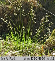 Hierochloe australis (turówka leśna)