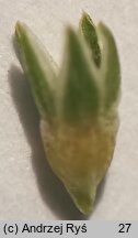 Scleranthus annuus (czerwiec roczny)