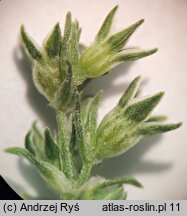 Scleranthus annuus (czerwiec roczny)