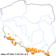 wystepowanie - Cicerbita alpina (modrzyk górski)