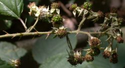 Rubus radula (jeżyna szorstka)
