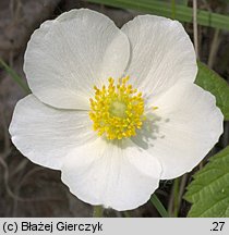 Anemonoides sylvestris (zawilec wielkokwiatowy)