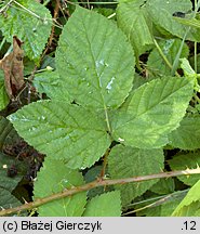 Rubus chaerophyllus (jeżyna świerząbkowata)