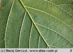 Rubus pfuhlianus (jeżyna Pfuhla)