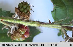 Rubus pyramidalis (jeżyna piramidalna)