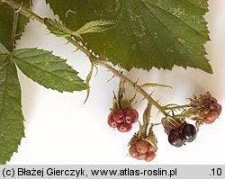 Rubus rudis (jeżyna szczeciniasta)