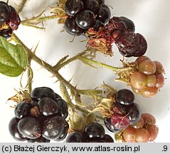 Rubus rudis (jeżyna szczeciniasta)