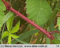 Rubus tabanimontanus (jeżyna fioletowopędowa)