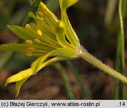 Gagea arvensis (złoć polna)