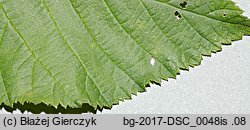 Rubus fabrimontanus (jeżyna podgórska)