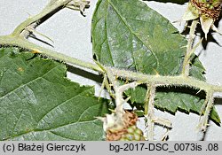 Rubus macrophyllus (jeżyna wielkolistna)