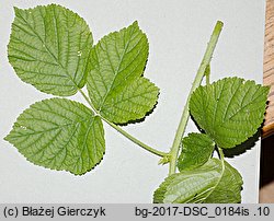 Rubus spribillei (jeżyna Spribillego)