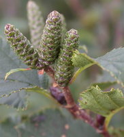 Alnus viridis (olsza zielona)
