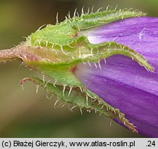 Campanula sibirica (dzwonek syberyjski)