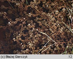 Ranunculus trichophyllus (jaskier skąpopręcikowy)