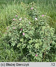 Rosa villosa (róża jabłkowata)