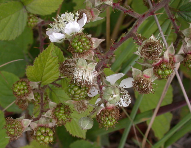 Rubus corylifolius (jeżyna leszczynolistna)