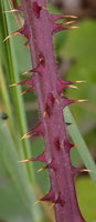 Rubus corylifolius (jeżyna leszczynolistna)