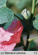 Alcea rosea (malwa różowa)
