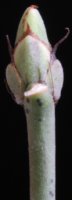 Euonymus europaea (trzmielina zwyczajna)