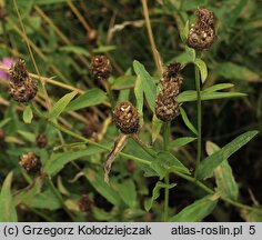 Centaurea jacea (chaber łąkowy)