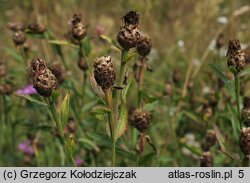 Centaurea jacea (chaber łąkowy)