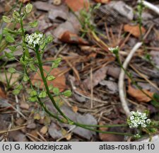 Teesdalea nudicaulis (chroszcz nagołodygowy)