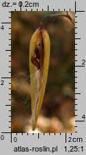 Vincetoxicum hirundinaria (ciemiężyk białokwiatowy)