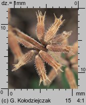 Clinopodium acinos (czyścica drobnokwiatowa)