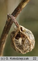 Campanula rapunculoides (dzwonek jednostronny)