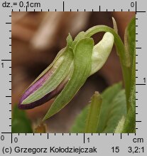 Viola mirabilis (fiołek przedziwny)