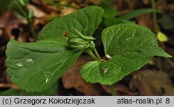 Viola mirabilis (fiołek przedziwny)