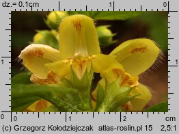 Galeobdolon luteum (gajowiec żółty)