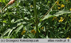 Saponaria officinalis (mydlnica lekarska)