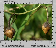 Convolvulus arvensis (powój polny)