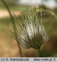 Pulsatilla pratensis (sasanka łąkowa)