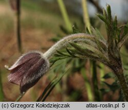 Pulsatilla pratensis (sasanka łąkowa)
