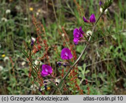 Vicia angustifolia (wyka wąskolistna)
