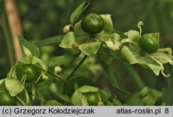 Silene baccifera (wyżpin jagodowy)