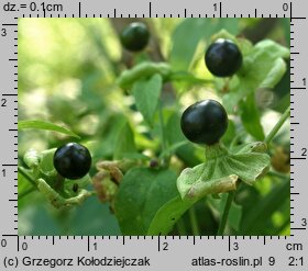 Silene baccifera (wyżpin jagodowy)