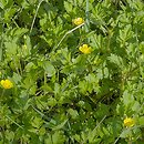 Ranunculus repens (jaskier rozłogowy)